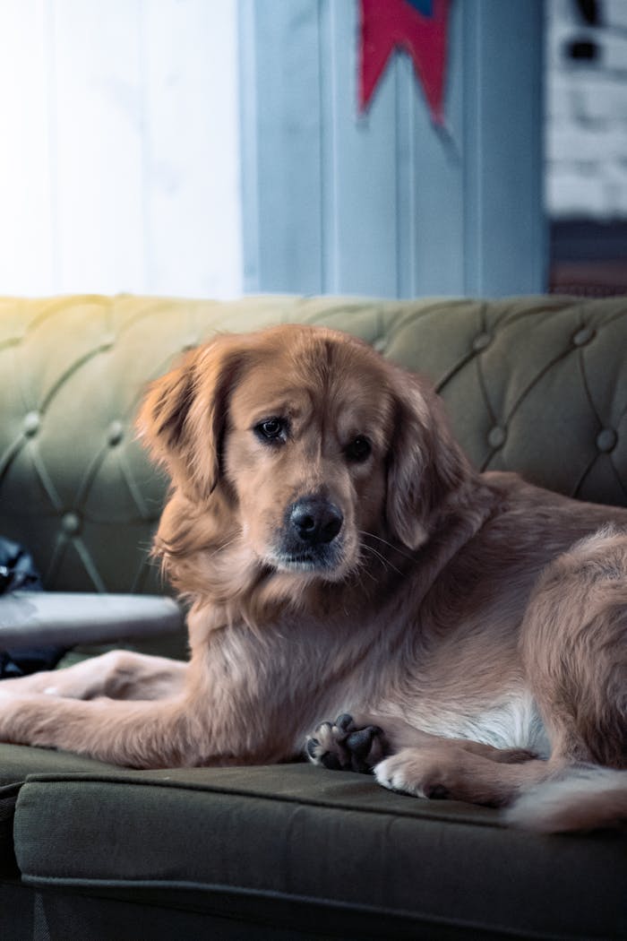 Golden Retriever dog lying comfortably on a vintage green sofa inside a cozy living room.